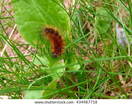 an ugly brown multipede on a green leaf