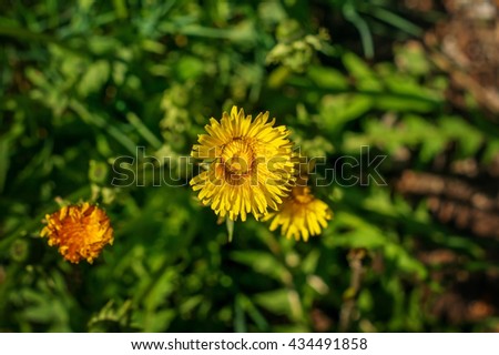 Field of spring flowers. Yellow dandelions in the grass