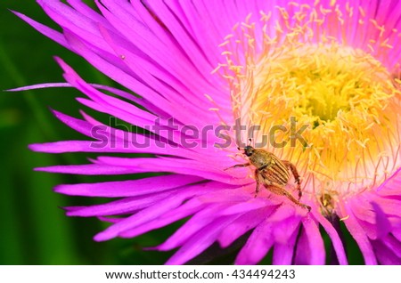 Beetle foraging on a pink flower with yellow stamen