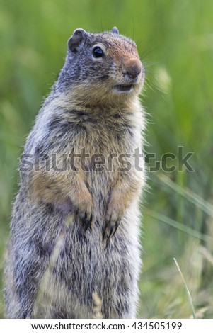 Columbian Ground Squirrel in Cascade Pond, Banff National Park, Alberta, Canada