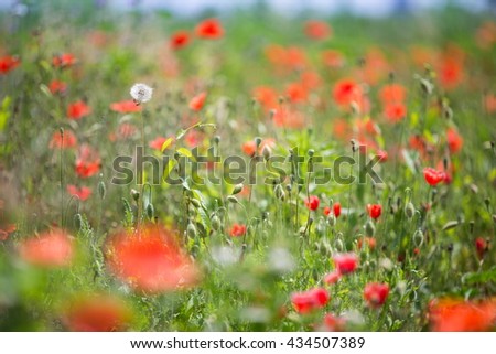 poppy in a rural meadow