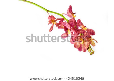 Red and yellow streaked orchid flower, isolated