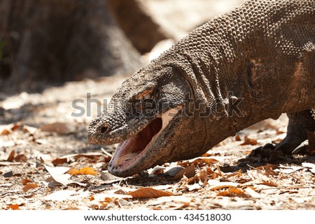 Komodo Dragon is drooling, the largest lizard in the world