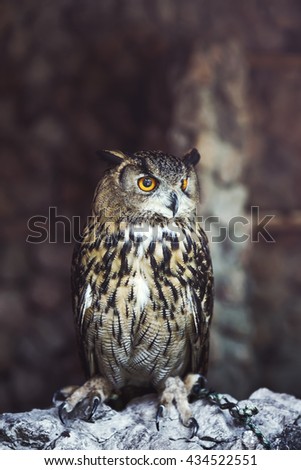 Wonderful owl portraits