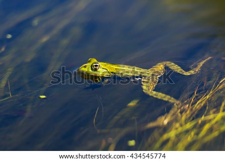 Edible frog in water at Danube Delta