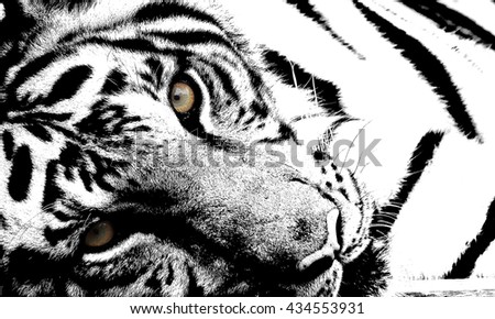 Tiger black and white photographs selected focus.