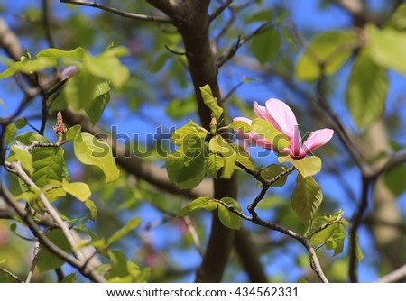 flowering tree pink Magnolia