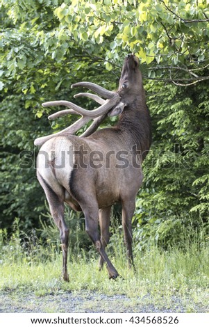 Bull Elk in Velvet - Photograph taken in Elk State Forest, Elk County, Benezette, Pennsylvania

