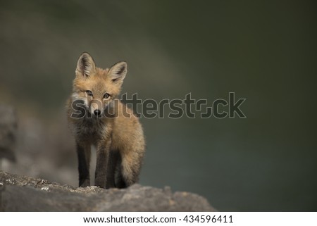 Baby Fox Sitting On Rocks
