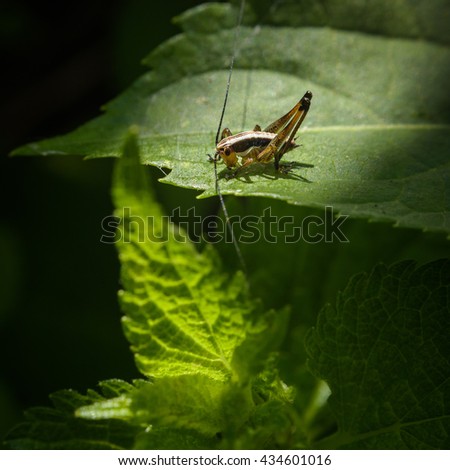 grasshopper on a green leaf. macro photography 