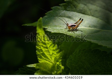 grasshopper macro photography 