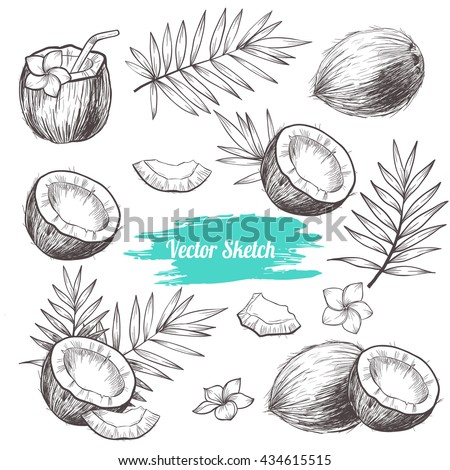 Vector coconut hand drawn sketch with palm leaf.  Sketch vector tropical food illustration. Vintage style Royalty-Free Stock Photo #434615515