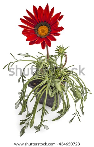 Red gerbera flower, Gerbera Jamesonii, in flower pot on white background