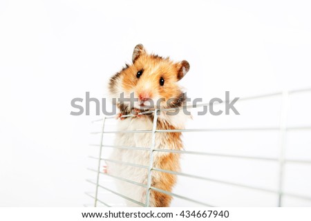 hamster cage climbs up isolated on white background