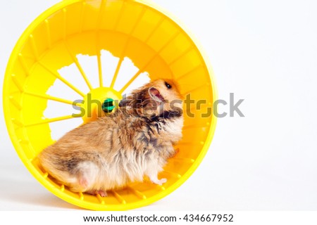 hamster running in the running wheel isolated on white background