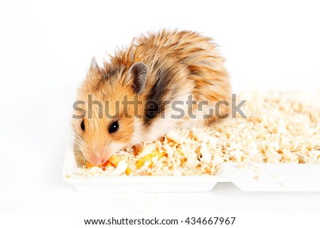 beautiful fluffy hamster sitting and eating carrot in the sawdust