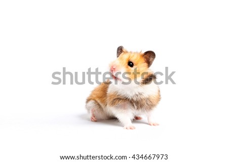 curious hamster isolated on white background