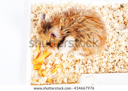 beautiful fluffy hamster sitting and eating carrot