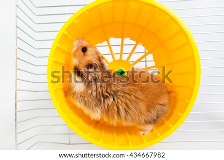 hamster running in the running wheel isolated on white background