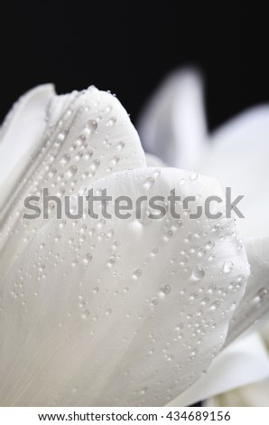 delicate petals of a white tulip with a water drops on a dark background. vertical image