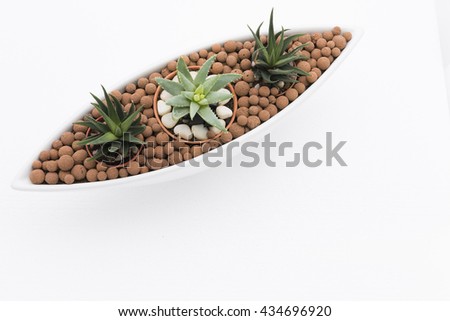 Aerial view of spikey aloe and haworthia succulent plants, surrounded by water absorption brown clay balls in white boat-shaped ceramic vase.  Slading at top left and isolated on white background.