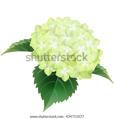 Ajisai Stock Vector Images Avopix Com Ajisai Stock Vector Images Avopix Com
