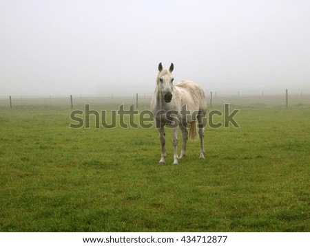 White mare in the mist