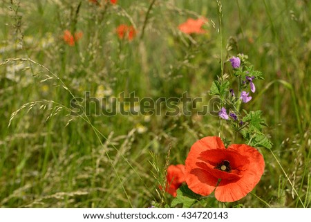 beautiful poppy on a meadow / Poppy