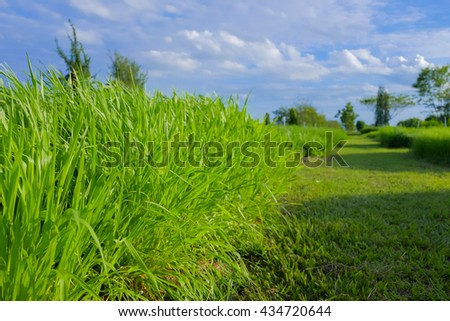 a selective focus picture of grasses on agriculture farm use for cattle raising 