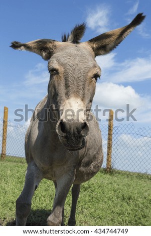 a donkey
