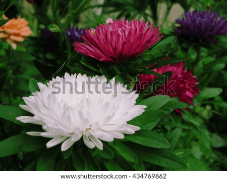 Asters white red yellow flower