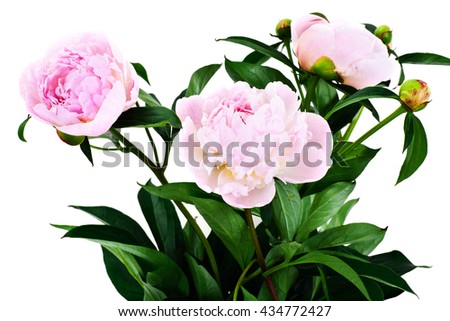 Pink Peony Flower Isolated on White Studio Photo
