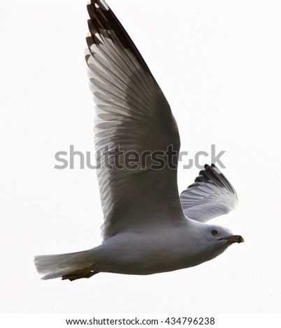 Beautiful isolated picture with the calm gull in flight high in the sky