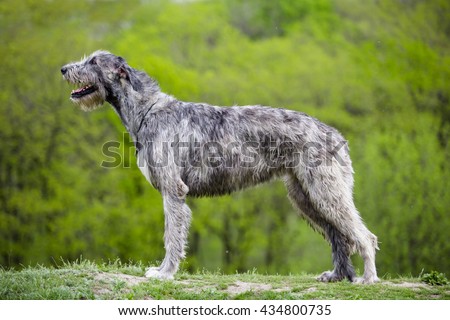 Irish Wolfhound stays on a green grass Royalty-Free Stock Photo #434800735