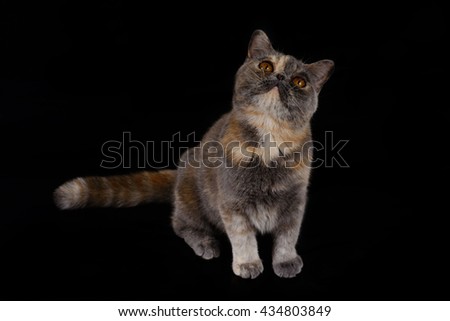 Tri-color exotic Shorthair kittens on a black background.
