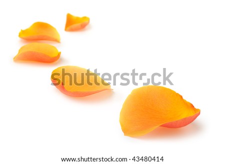 Petals of roses in a row. It is isolated on a white background