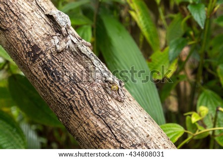 Leaf-tailed Gecko, mimicry, Uroplatus fimbriatus, Madagascar Royalty-Free Stock Photo #434808031