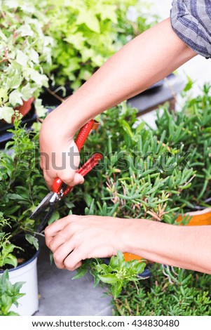 Young man gardener cutting plants with garden scissors in greenhouse