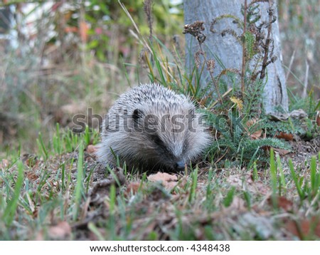 Hedgehog rustling about in the grass