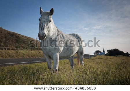 white speckled horse on a grassy roadside verge beside a beach with historic Raukokore Church in the background, State Highway 35, Waihau Bay, East Cape, North Island, New Zealand 