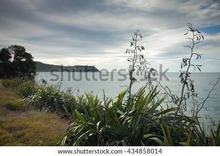 native New Zealand flax or harakeke in flower growing on a coastal roadside with headland in background, Gisborne, East Coast, North Island 