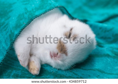 A cute and adorable sleeping baby rabbit on color cloth as dreamy photo of newborn pet