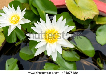 beautiful white lotus with lotus leaves on water - copy space
