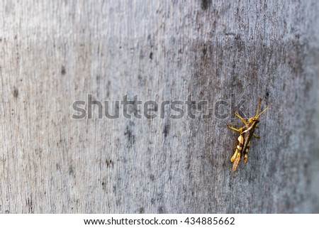 Grasshopper resting on the gray tree