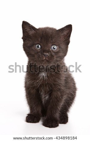 Black fluffy kitten looking at the camera (isolated on white)