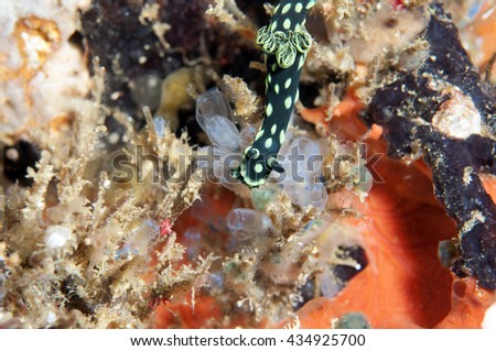 Sea Slug _ Nembrotha cristata