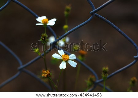 Small wild daisies inside the fence
