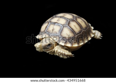 african spurred tortoise or geochelone sulcata isolated on black background