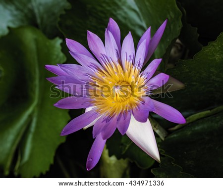 Purple Lotus in full bloom