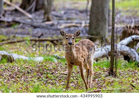 The white-tailed deer, on alert in a boreal forest in north Quebec, Canada.